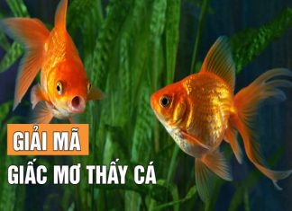 nằm mơ thấy cá